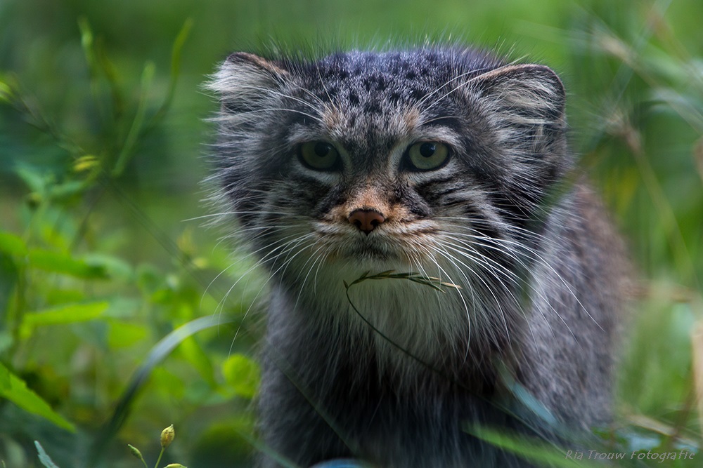 Manul auch Pallaskatze.......