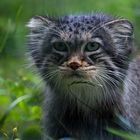 Manul auch Pallaskatze.......