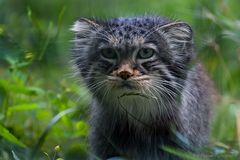 Manul auch Pallaskatze.......