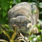 Manul auf der Lauer