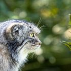 Manul