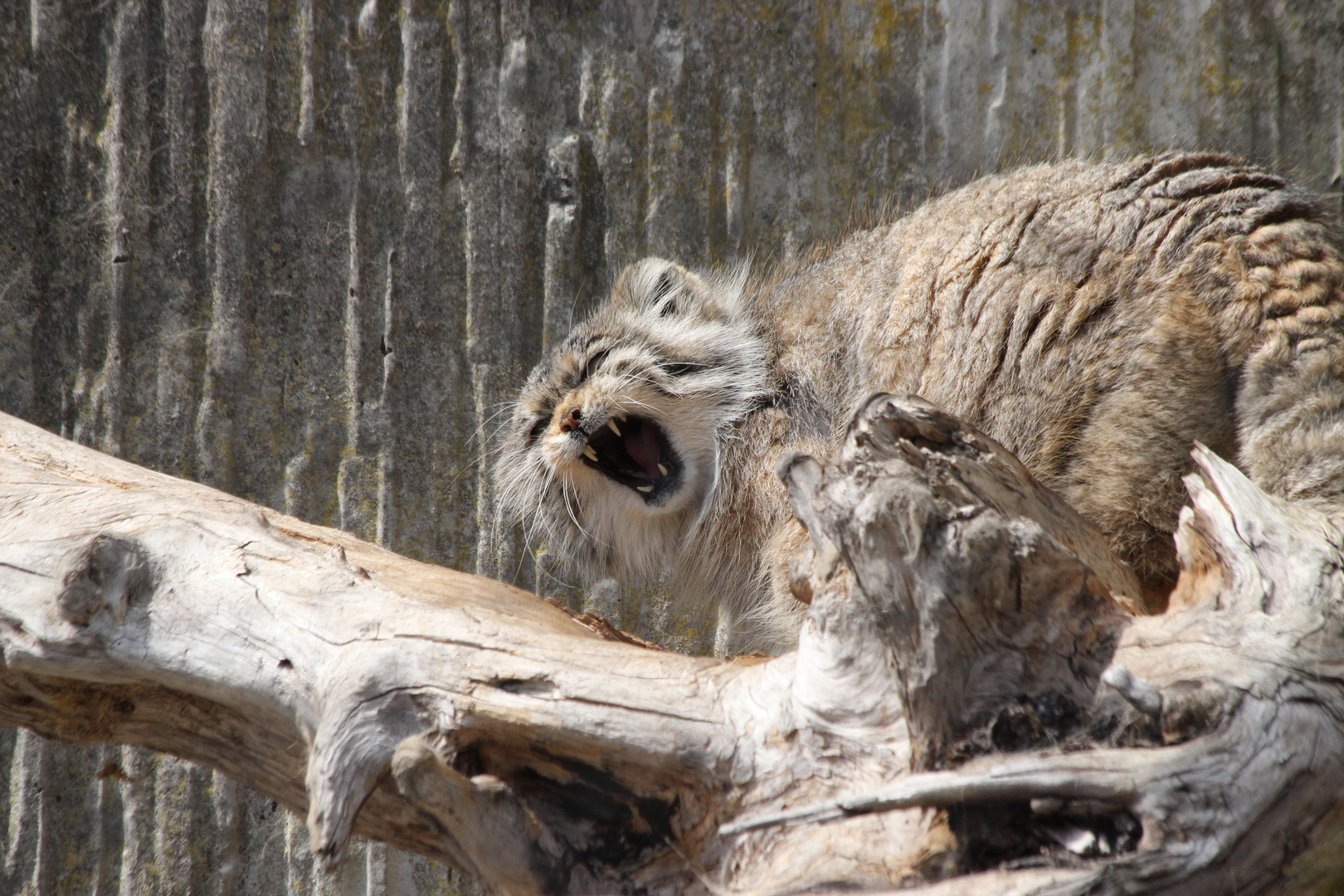 Manul beim Gähnen