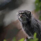 MANUL