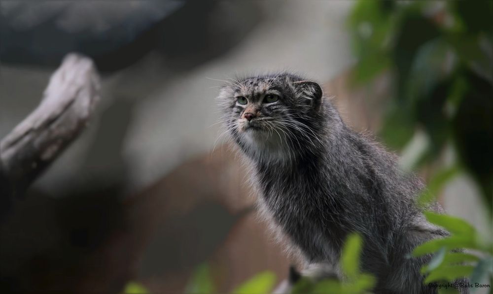 MANUL