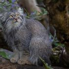 Manul