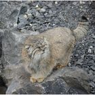 Manul, die zweite