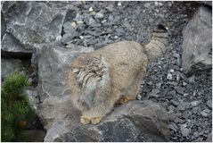 Manul, die zweite