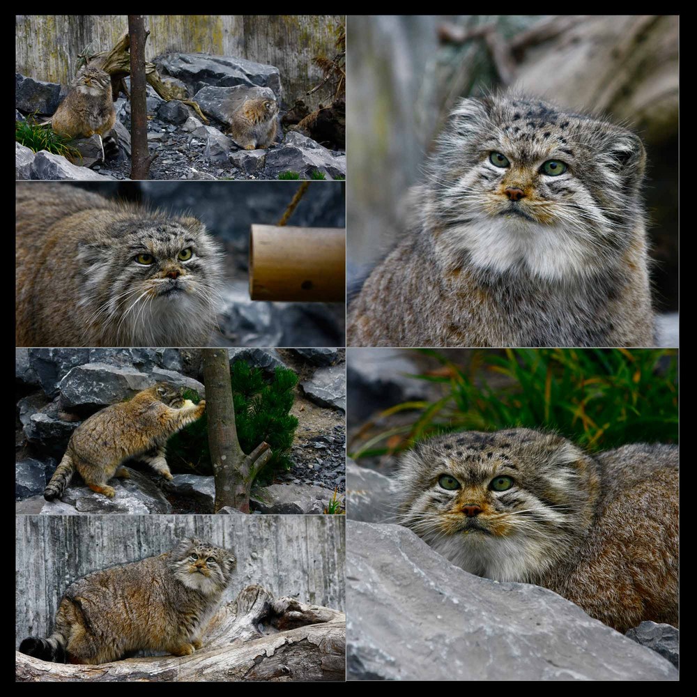 *Manul* eine andere Art Katzen