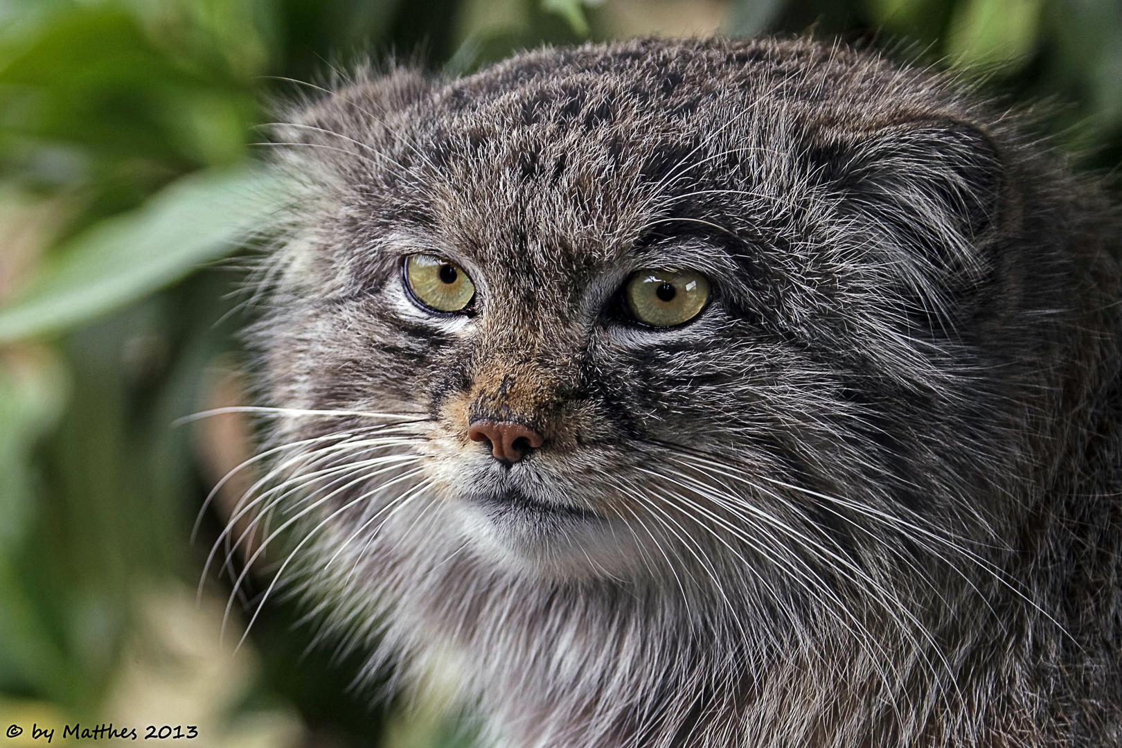 Manul (Felis manul)