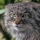 Manul (Felis manul)