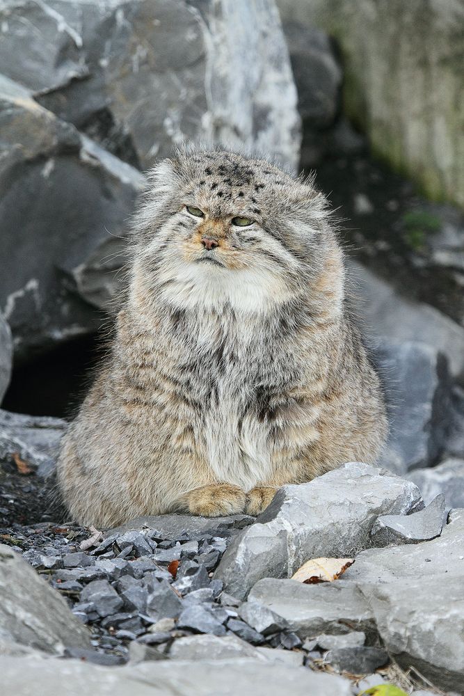 Manul I