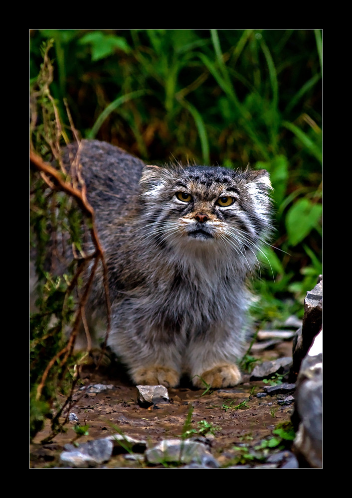 Manul II