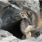 Manul im Sommerfell