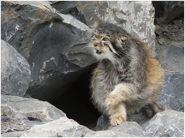 Manul im Sommerfell