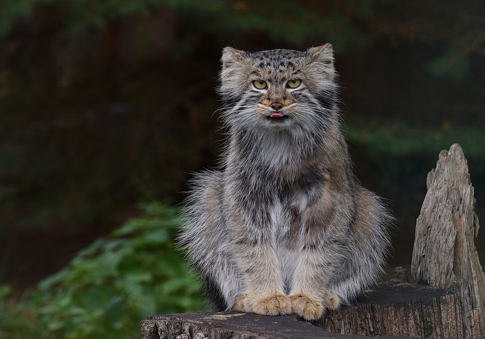 Manul im Sommerpelz