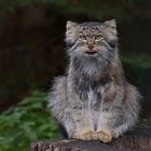 Manul im Sommerpelz