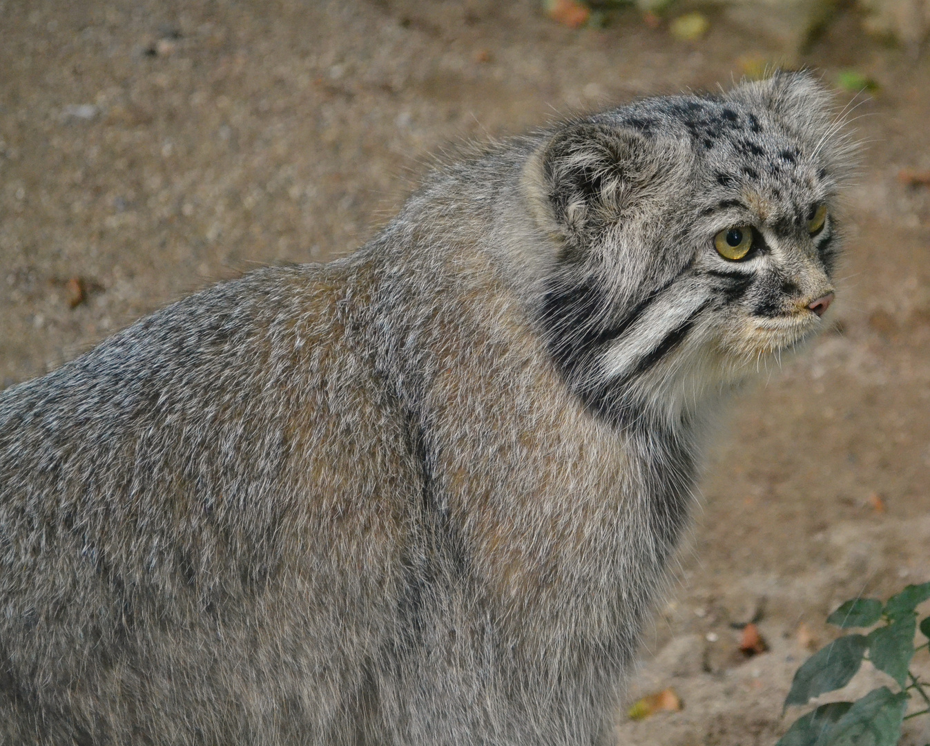 Manul im Zoo Mulhouse