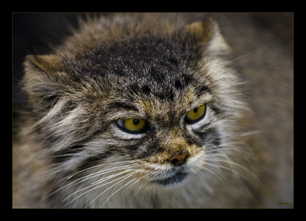 Manul im Züri-Zoo