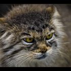 Manul im Züri-Zoo