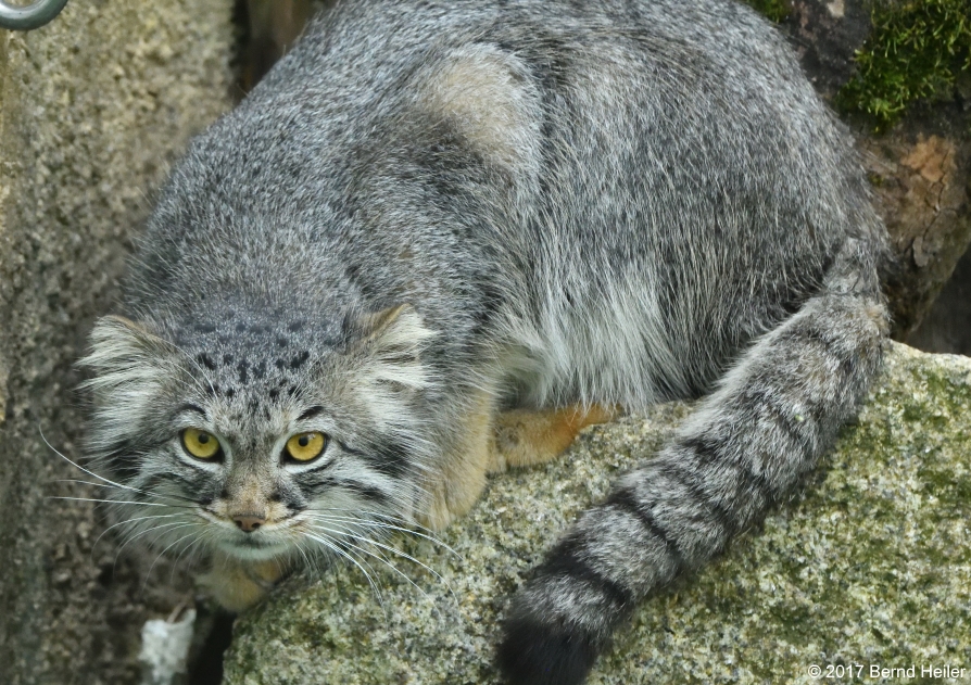 Manul oder Pallas-Katze