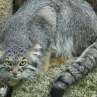 Manul oder Pallas-Katze