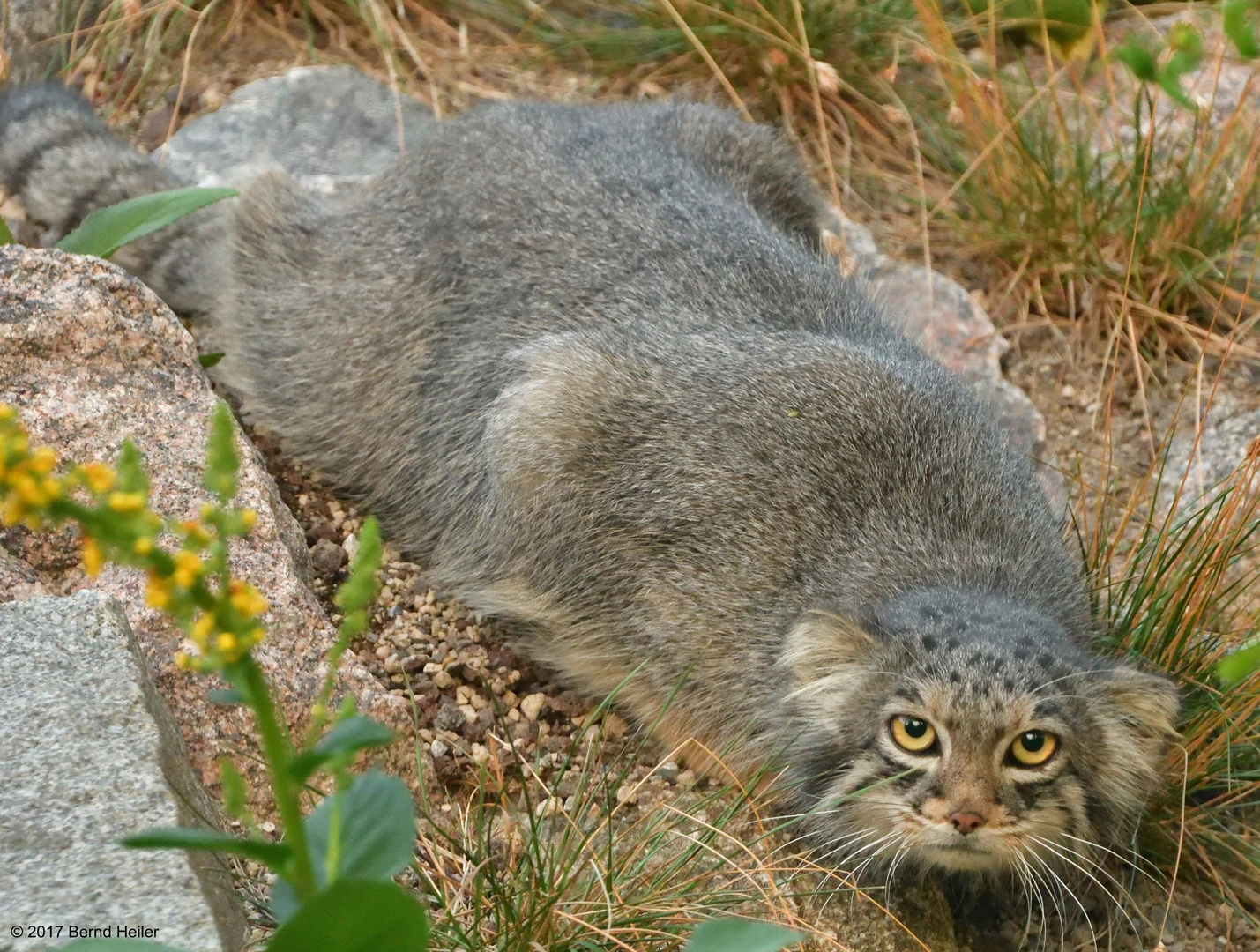 Manul oder Pallas-Katze