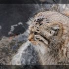 Manul oder Pallaskatze