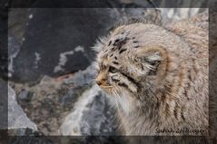 Manul oder Pallaskatze