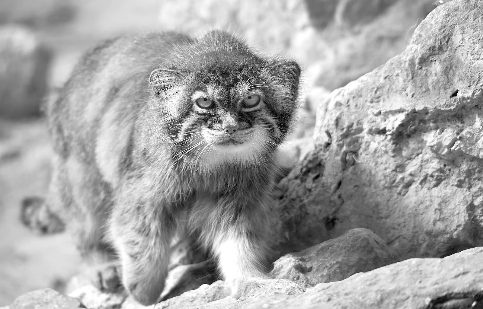 Manul (Otocolobus manul) 