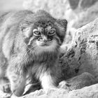 Manul (Otocolobus manul) 