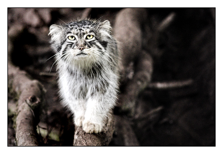 Manul ou Chat de Pallas