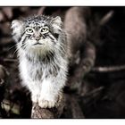 Manul ou Chat de Pallas