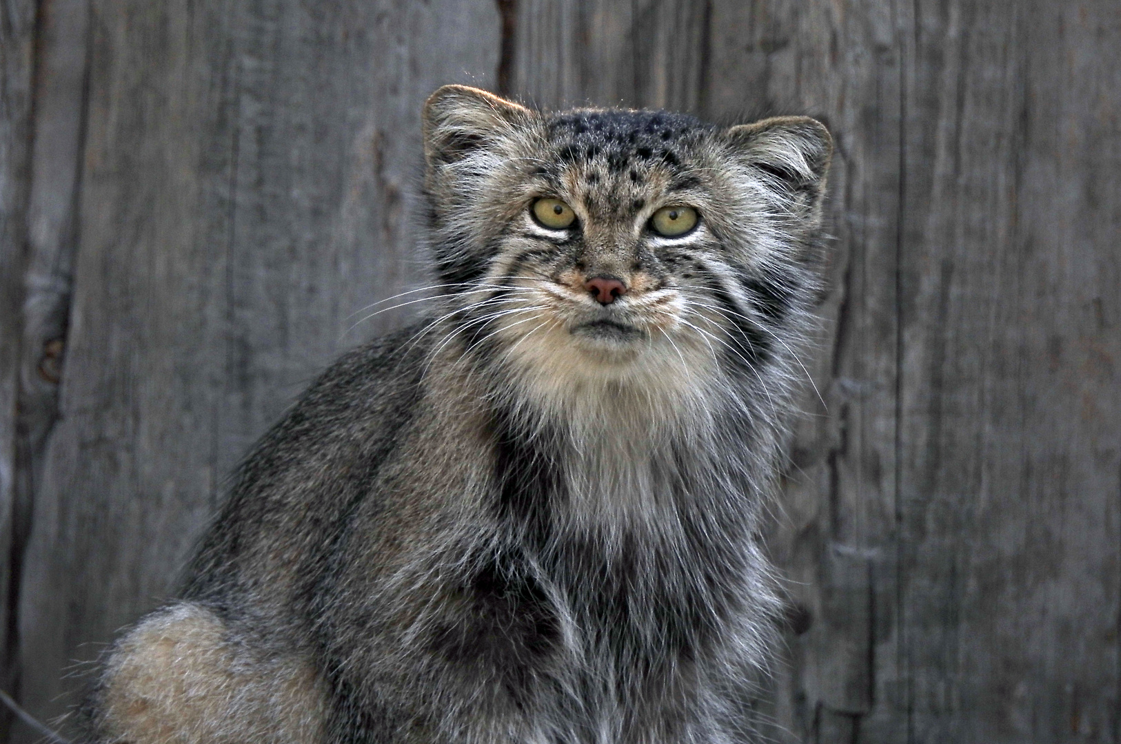 Manul / Pallaskatze