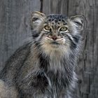 Manul / Pallaskatze