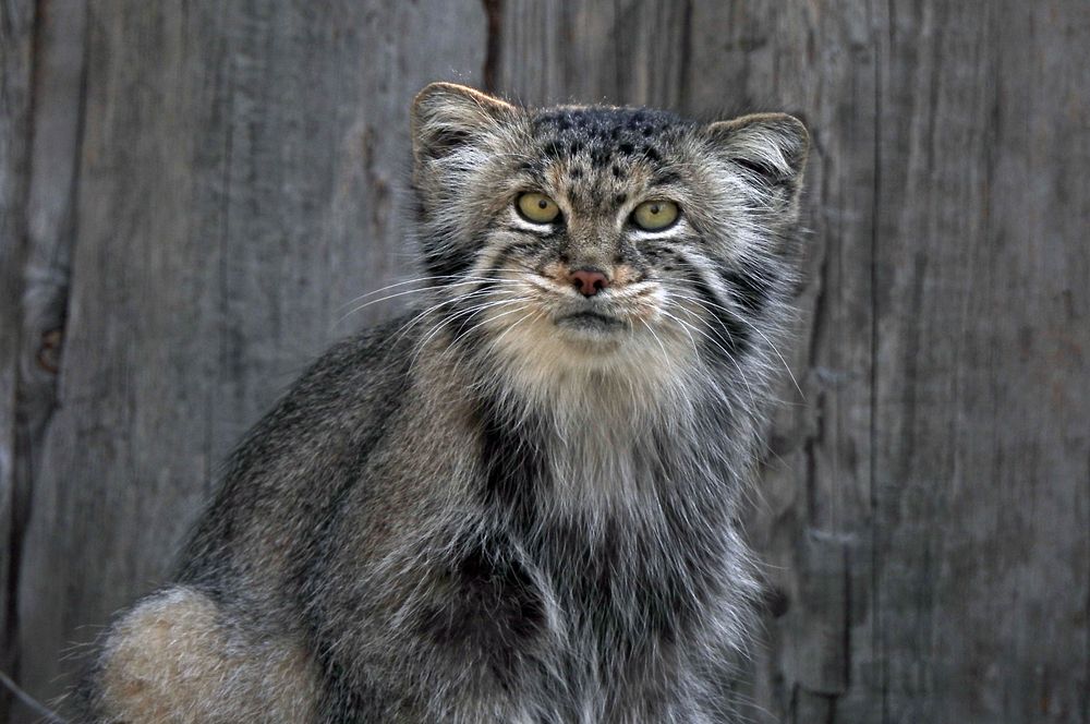 Manul / Pallaskatze