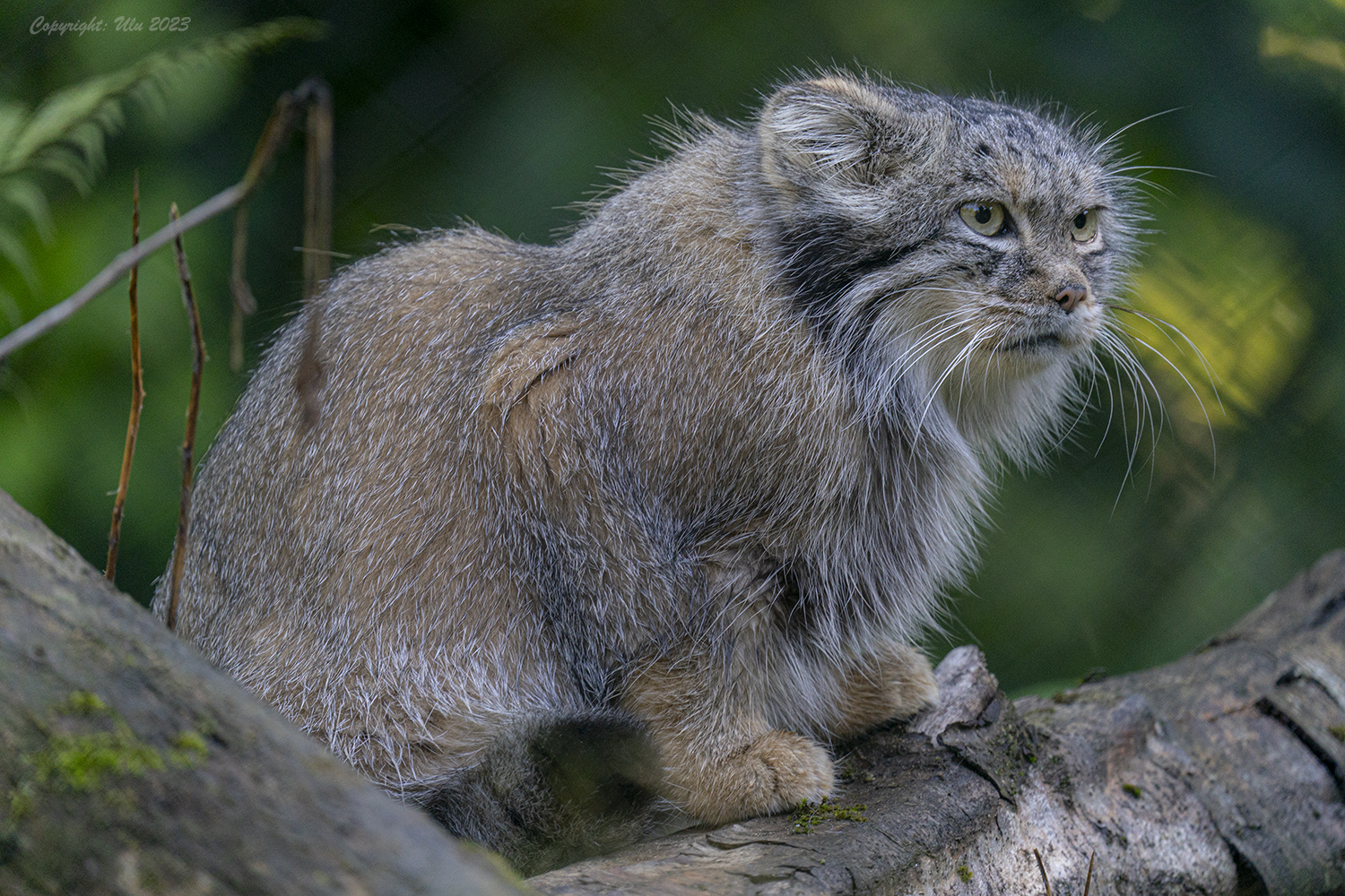 Manul (Pallaskatze)