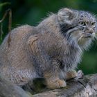 Manul (Pallaskatze)