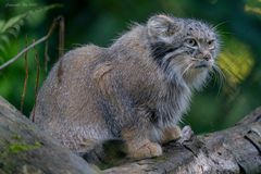 Manul (Pallaskatze)