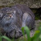 Manul schlecht drauf