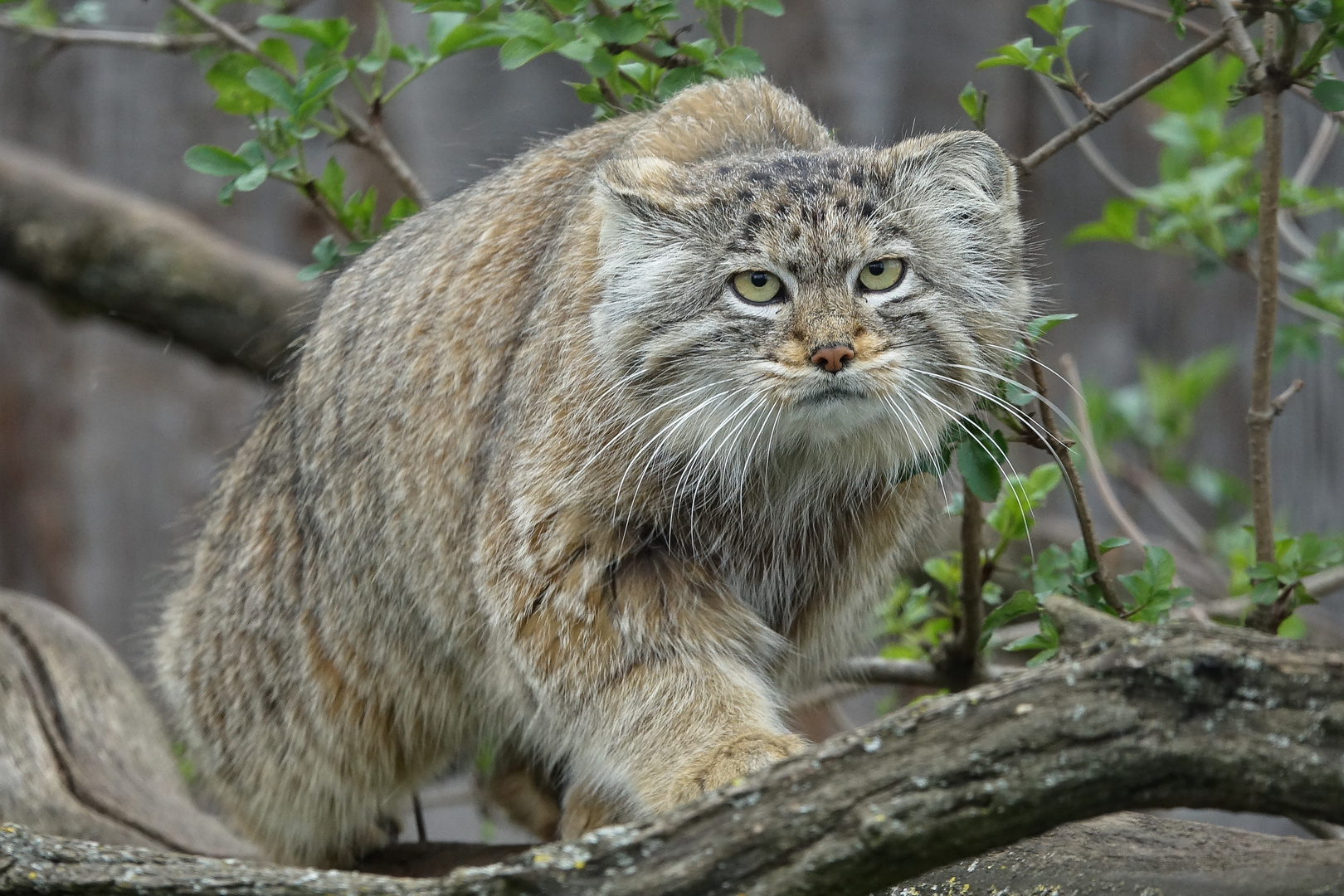 Manul schleicht sich an