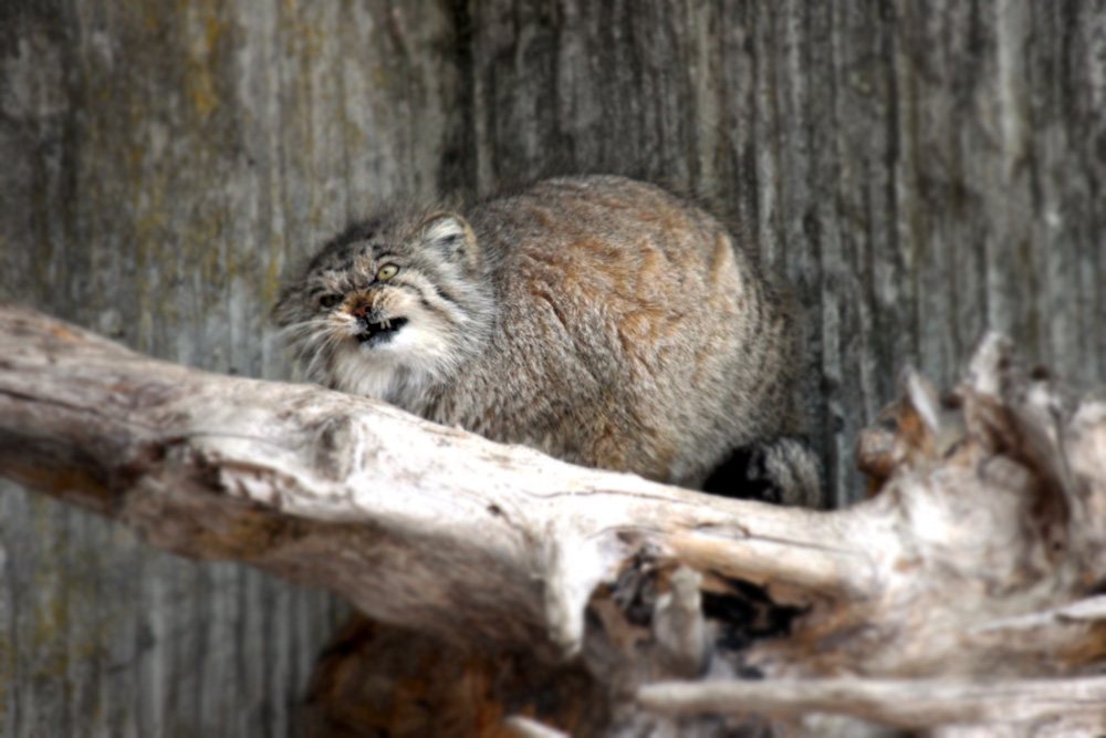 Manul - Zoo Zürich