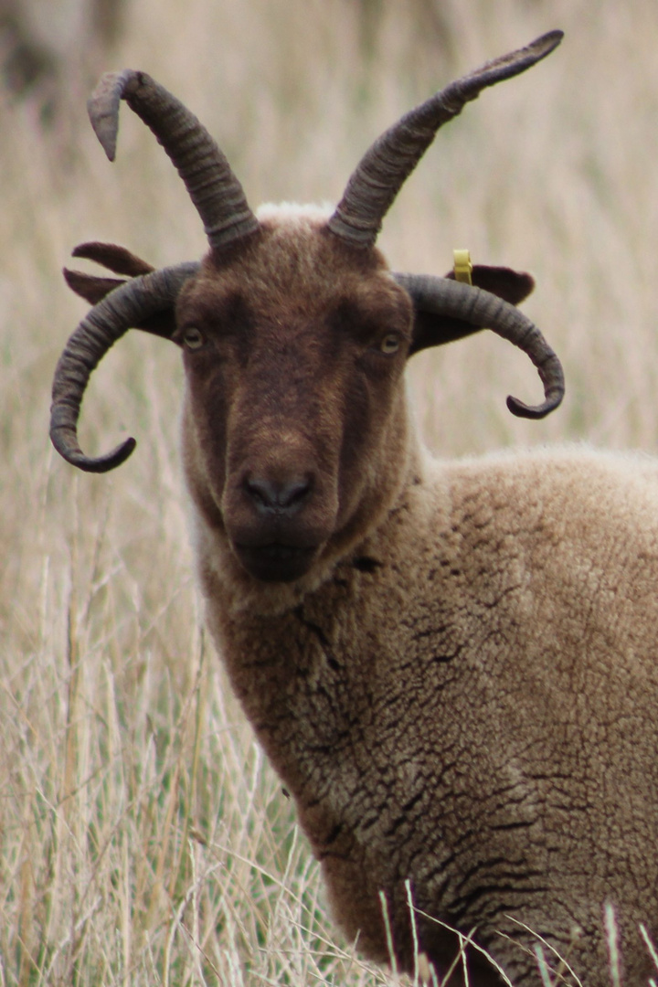 Manx Loaghtan