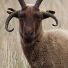 Manx Loaghtan