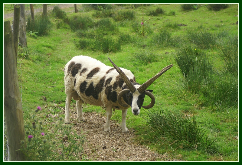 Manx Loaghtan