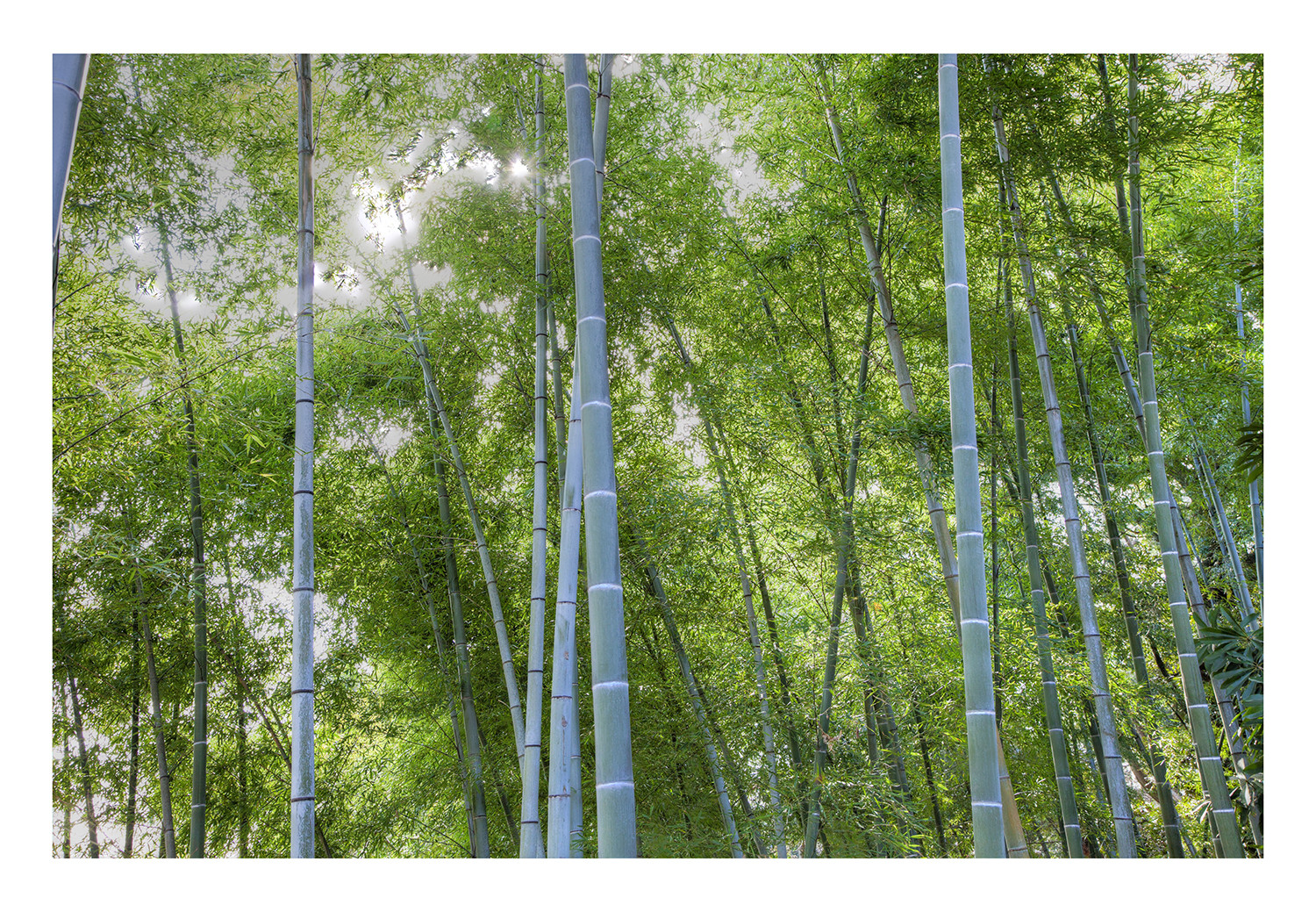 Many bamboo