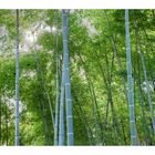 Many bamboo