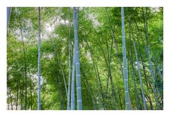 Many bamboo