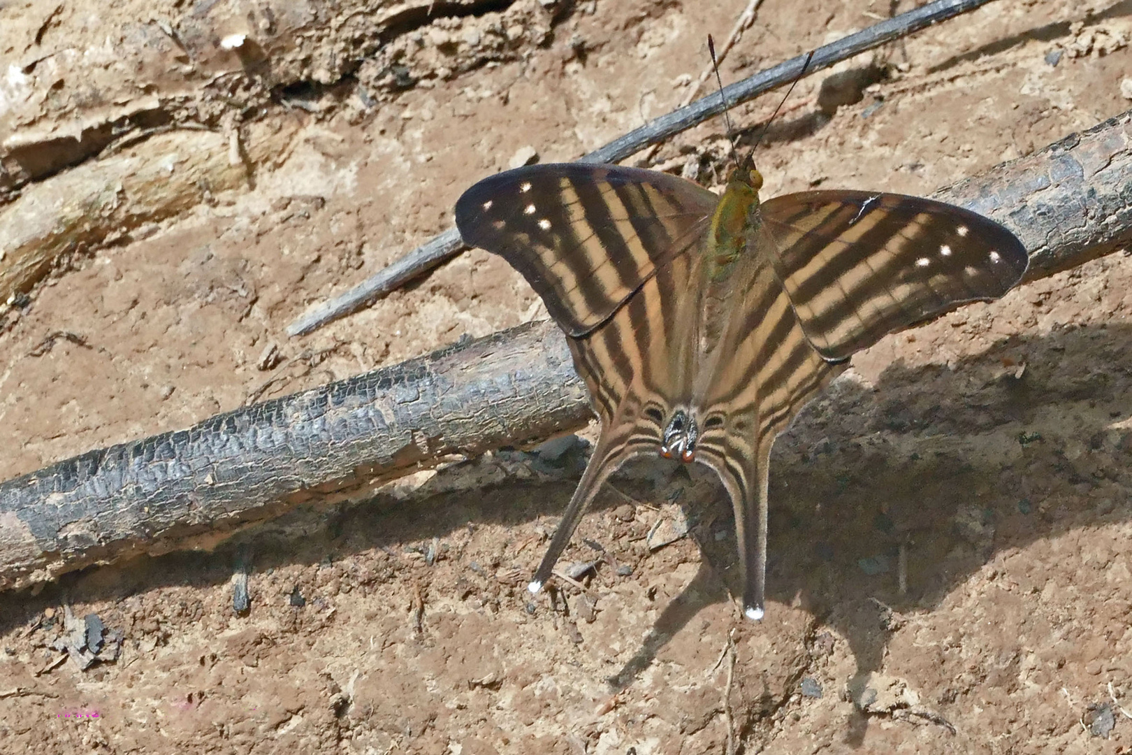 MANY BANDED DAGGERWING, MARPESIA CHIRON,