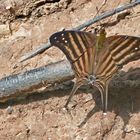 MANY BANDED DAGGERWING, MARPESIA CHIRON,