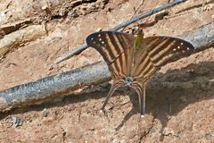 MANY BANDED DAGGERWING, MARPESIA CHIRON,